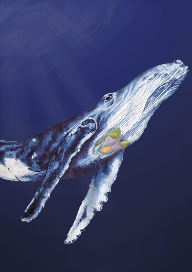 ¿Qué hace que canten las ballenas?