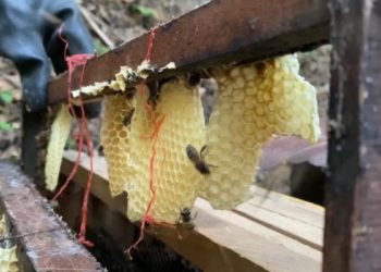 Emily Vera, una tachirense que salva abejas e incentiva la producción de miel
