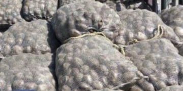 Como Pedro por su casa llega la papa colombiana a mercados venezolanos