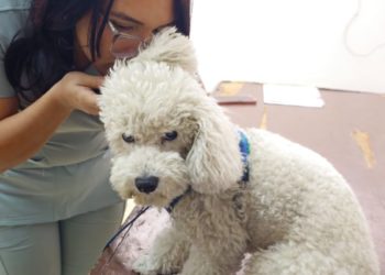 Colegio de Médicos de Mérida realizó jornada veterinaria