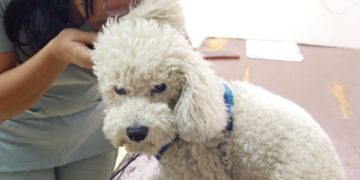 Colegio de Médicos de Mérida realizó jornada veterinaria