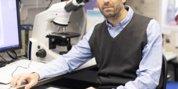 Descubren el «GPS» que distribuye el trabajo de las células hepáticas tras el parto