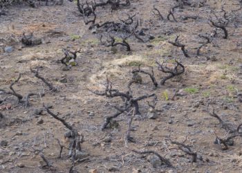 Cincuenta años después del Plan de Agua de la ONU, 2.200 millones de personas carecen del recurso