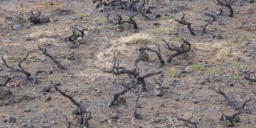 Cincuenta años después del Plan de Agua de la ONU, 2.200 millones de personas carecen del recurso