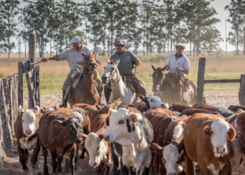 La seguridad alimentaria, clave para frenar brotes transfronterizos de enfermedades