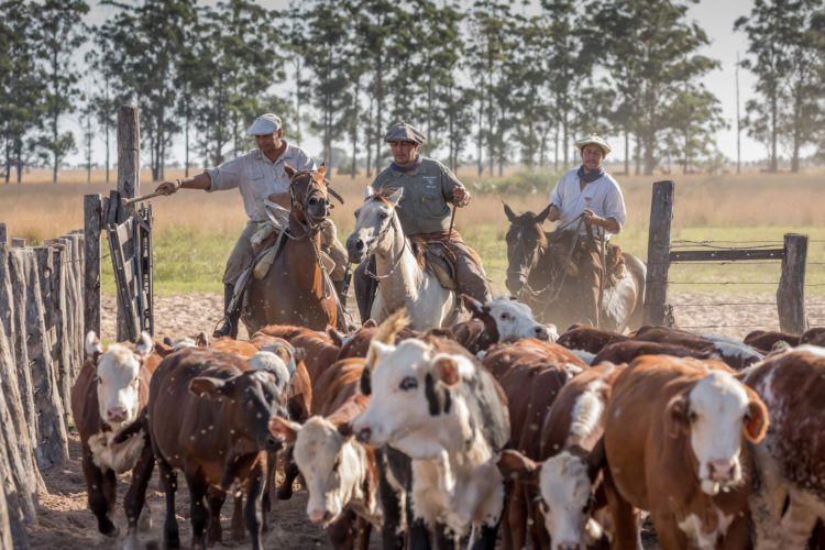 Fotografía cedida por TAFS donde se observan a unos vaqueros arreando ganado. EFE/ Nico Perez/TAFS/SOLO USO EDITORIAL/SOLO DISPONIBLE PARA ILUSTRAR LA NOTICIA QUE ACOMPAÑA (CRÉDITO OBLIGATORIO)