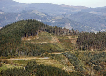 Día Mundial de los Bosques: Innovación, mejor gestión forestal y restauración de ecosistemas