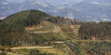 Día Mundial de los Bosques: Innovación, mejor gestión forestal y restauración de ecosistemas