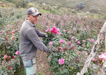 Trujillo produce variedad de flores con capacidad de exportación
