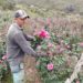 Trujillo produce variedad de flores con capacidad de exportación