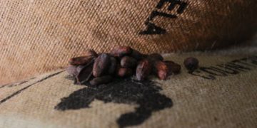 Mérida certifica exportación de cacao hacia Estonia e Indonesia