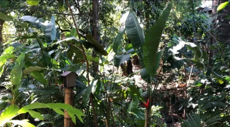 La ciencia ciudadana marca la diferencia en la conservación de aves