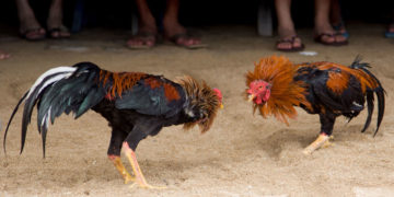 Don Ceferino Vergara, el maravilloso moñito y el lar de la nana / Por Pedro A. Hernández V.