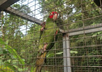Las mascotas de origen salvaje amenazan la salud humana y la conservación de las especies