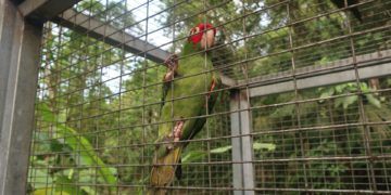 Las mascotas de origen salvaje amenazan la salud humana y la conservación de las especies