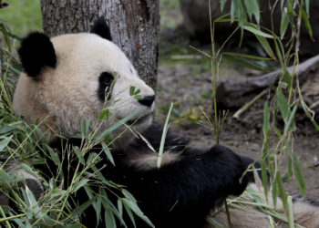 China enviará a España una nueva pareja de pandas el 29 de abril