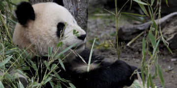 China enviará a España una nueva pareja de pandas el 29 de abril