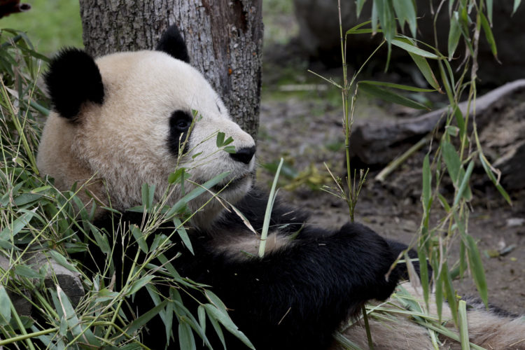 Imagen de archivo un oso panda gigante en el zoológico de Madrid. EFE/ ZIPI