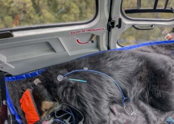 El oso andino Tupak vuelve a ser libre en Ecuador tras un complejo traslado en helicóptero