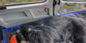 El oso andino Tupak vuelve a ser libre en Ecuador tras un complejo traslado en helicóptero