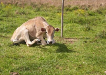 Autoridades sanitarias del estado Trujillo atienden posible brote de Rabia Bovina