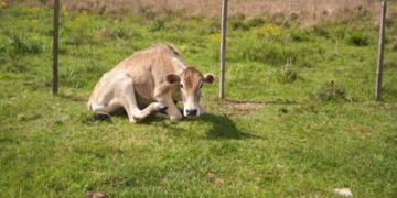 Autoridades sanitarias del estado Trujillo atienden posible brote de Rabia Bovina