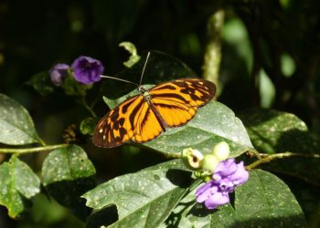 Mariposas amazónicas, un ejemplo de cómo pueden evolucionar las especies hibridadas