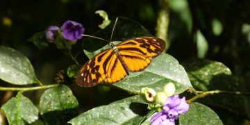 Mariposas amazónicas, un ejemplo de cómo pueden evolucionar las especies hibridadas
