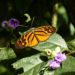 Mariposas amazónicas, un ejemplo de cómo pueden evolucionar las especies hibridadas