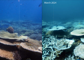 La Gran Barrera de Coral: un calentamiento continuo amenazaría también sus zonas profundas