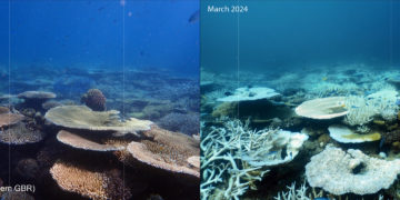 La Gran Barrera de Coral: un calentamiento continuo amenazaría también sus zonas profundas
