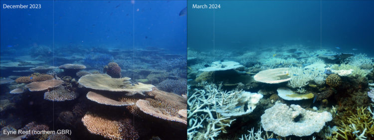 Fotos tomadas antes y después del blanqueamiento en el norte de la Gran Barrera de Coral, cerca de la isla Lizard. Crédito: George Roff. Imagen facilitada por la Universidad de Exeter.