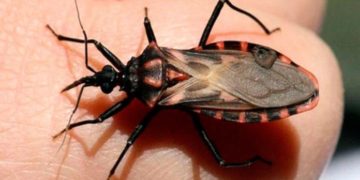 Médico ​​advierte que enfermedad de Chagas persiste en Venezuela ​s​in datos ​oficiales