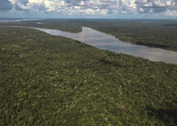 Brasil y Colombia ayudaron a reducir la devastación de los bosques tropicales en 2023