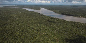Brasil y Colombia ayudaron a reducir la devastación de los bosques tropicales en 2023