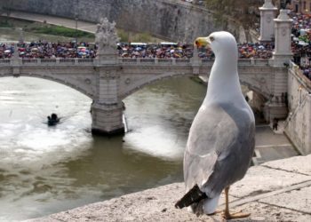 Aumentan las denuncias por los ataques de gaviotas agresivas en Roma