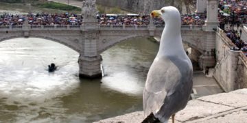 Aumentan las denuncias por los ataques de gaviotas agresivas en Roma