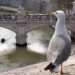 Aumentan las denuncias por los ataques de gaviotas agresivas en Roma