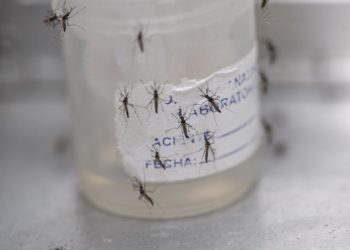 Con 8 millones de casos de dengue, la epidemia en las Américas no tiene precedentes