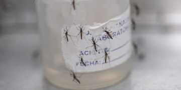 Con 8 millones de casos de dengue, la epidemia en las Américas no tiene precedentes