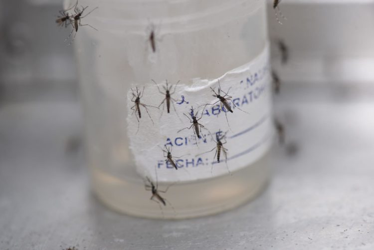 Fotografía de archivos de mosquitos aedes aeypti. EFE/ Ernesto Guzmán
