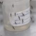 Con 8 millones de casos de dengue, la epidemia en las Américas no tiene precedentes