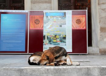 Turquía estudia sacrificar a 4 millones de perros callejeros si no se les encuentra dueño