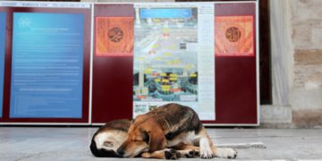 Turquía estudia sacrificar a 4 millones de perros callejeros si no se les encuentra dueño