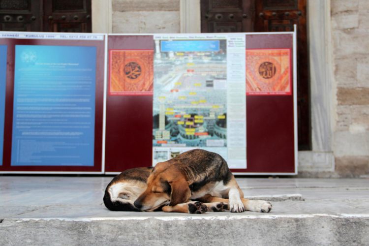 En la imagen de archivo, un perro callejero duerme en el patio de la Mezquita Azul en Estambul. EFE/ Ilya U. Topper