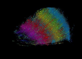 Un milímetro cúbico de cerebro humano desvela el mayor conjunto de conexiones neuronales
