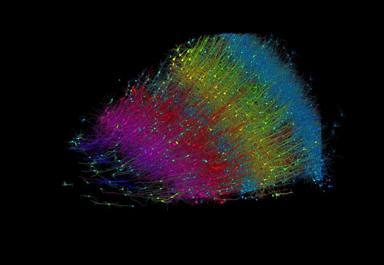 Seis capas de neuronas excitadoras codificadas por colores según la profundidad. Crédito: Google Research and Lichtman Lab