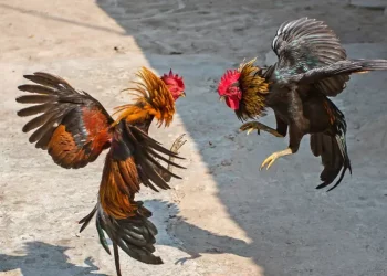Prohíben las peleas de gallos en Tovar