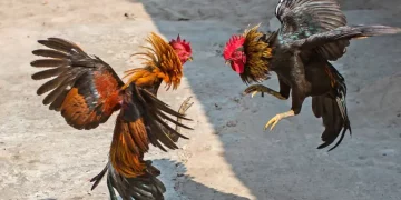 Prohíben las peleas de gallos en Tovar