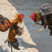 Prohíben las peleas de gallos en Tovar
